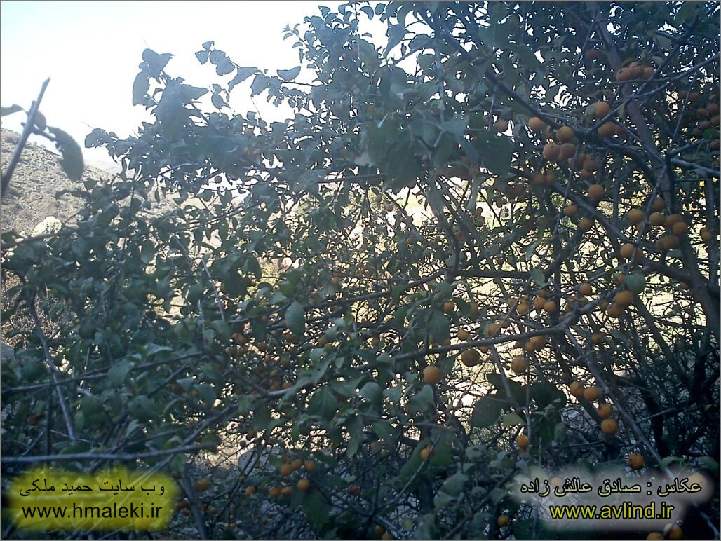 Photo : Sadeq Alesh Zadeh