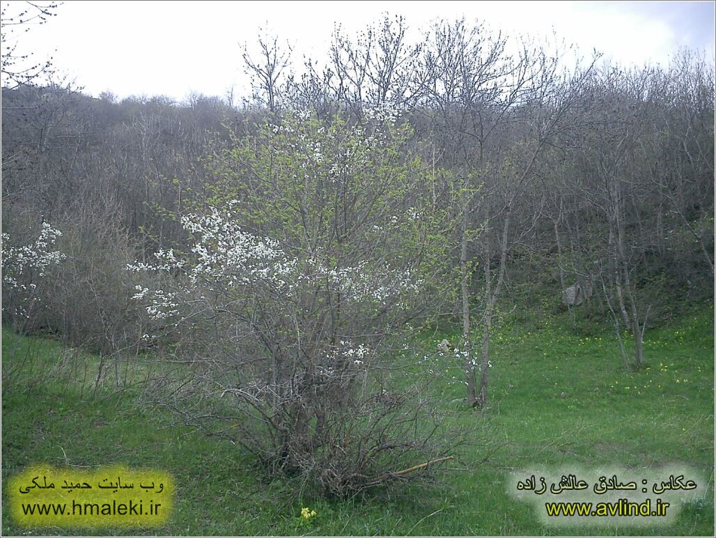 Photo : Sadeq Alesh Zadeh