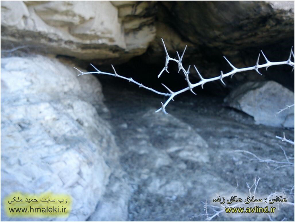Photo : Sadeq Alesh Zadeh