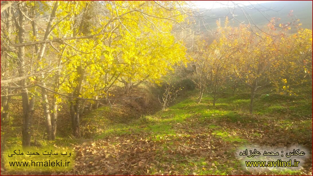 Photo by Mohammad Alizadeh